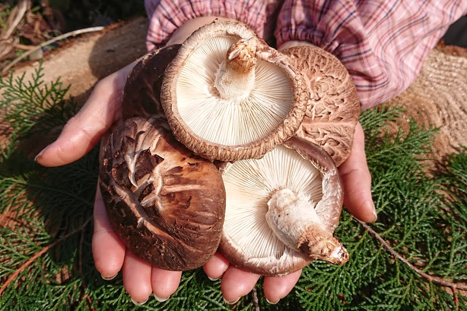 SHITAKE MUSHROOM 100G